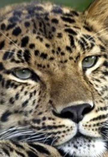 Nikolay Leopard (@nikolayleopard) — my photo № 4