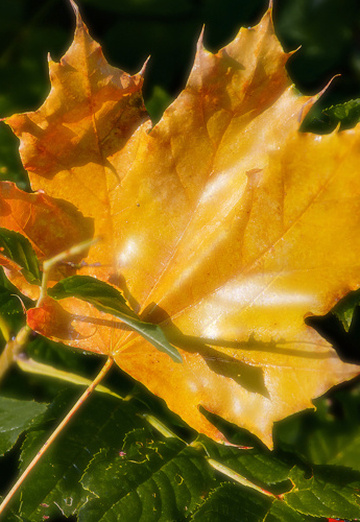 Konstantin (@konstantin010164) — my photo № 11