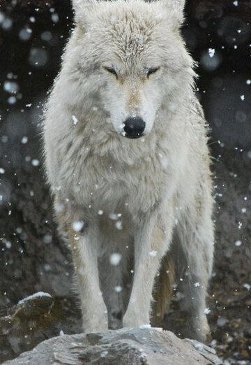 Lone wolf (@andrey114172) — моя фотография № 2