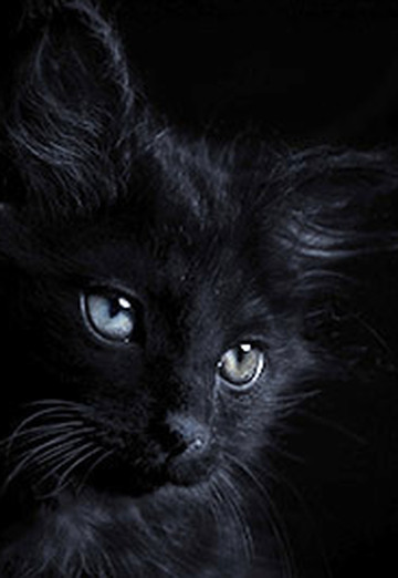 Black Cat (@blackcat131) — my photo № 23