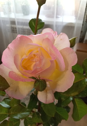 Vereti (@39494) — my photo № 1