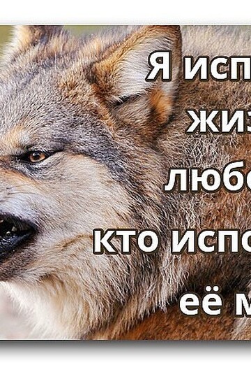 волк одиночка (@volkodinochka53) — моя фотография № 2