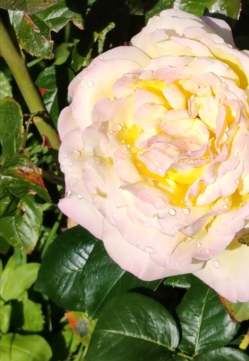 🍃🌺Nataliya 💖🦊 (@nataliya43937) — my photo № 17